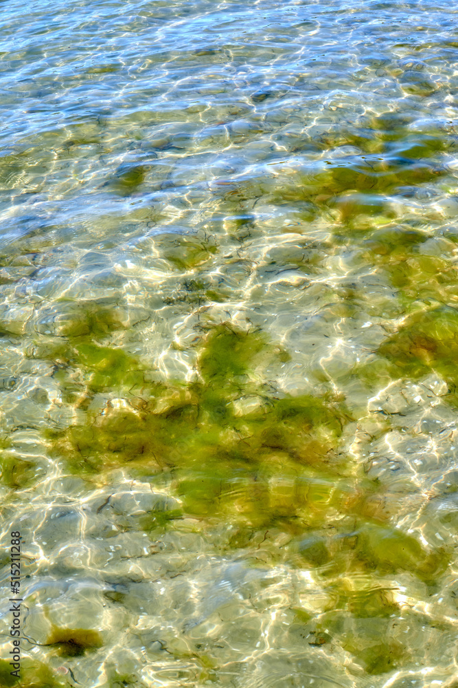 海洋、池塘或湖泊平静的浅岩石底部特写，底部长着绿色苔藓