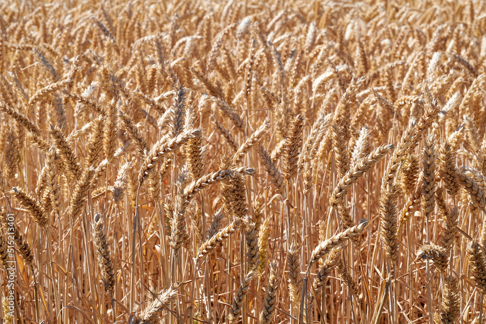 户外阳光明媚的日子里，农场里生长的小麦特写。长满成熟秸秆的草地