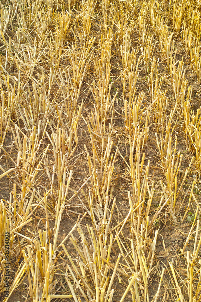 户外阳光明媚的日子里，农场里生长的小麦特写。成熟r的金色秸秆景观