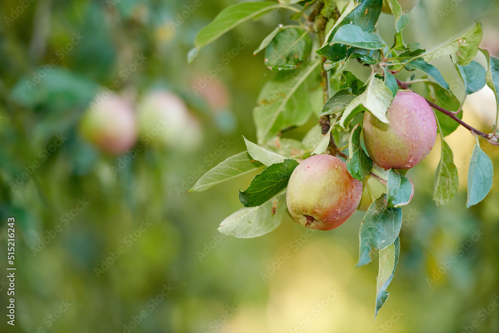 偏远农村果园农场苹果树干上成熟的红苹果特写