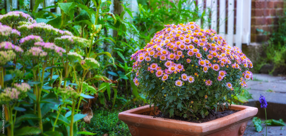 春天，在一个郁郁葱葱的绿色花园里，有一株粉红色雏菊的花盆在外面开花。广角clo