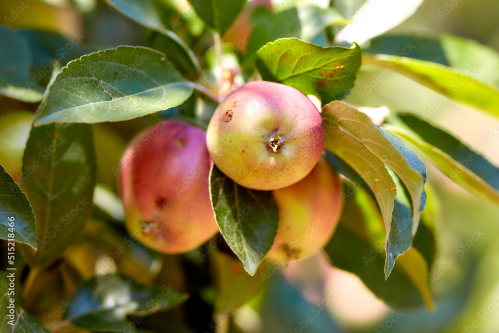 户外阳光明媚的日子里，果园里的树上长着苹果。新鲜、有机、成熟