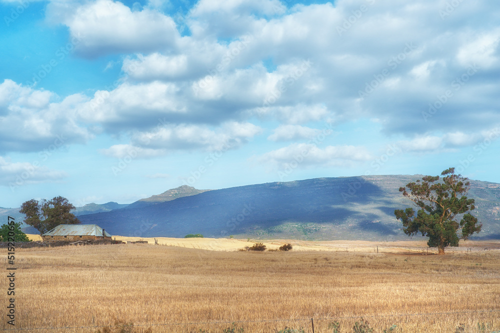 复制金色麦田和蓝天背景下的云朵的风景空间。谷物