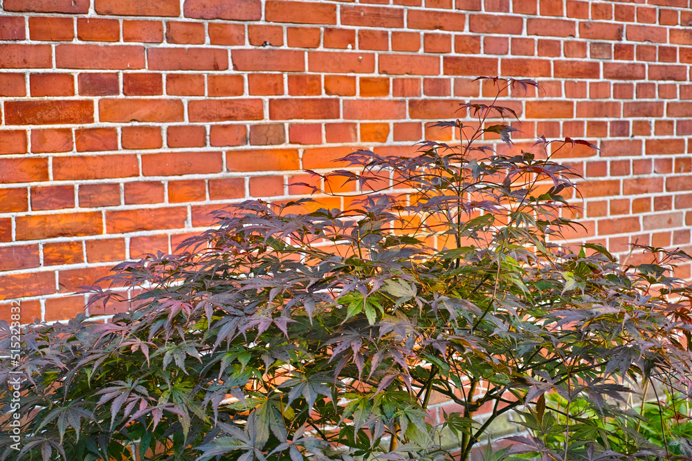 绿色的日本枫树靠着小花园的砖墙生长。年轻的绿色枫树靠着墙生长