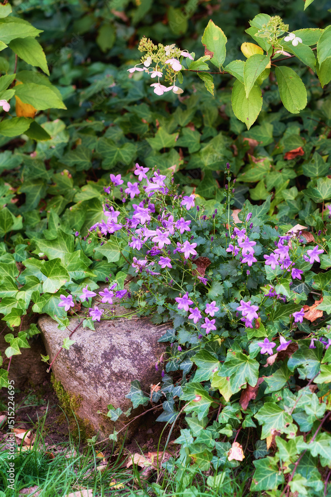紫色风铃草夏天在郁郁葱葱的花园里开花。春天在后院生长的Voilet植物。Bea