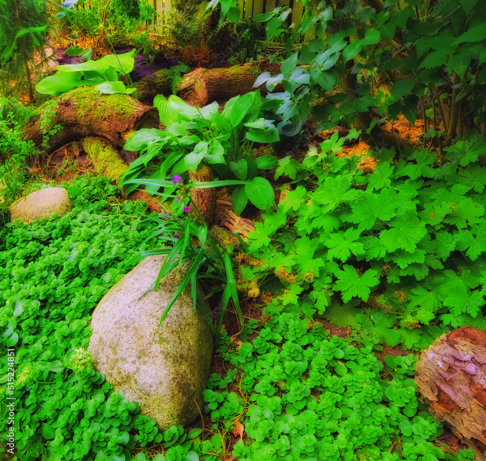 森林中的蕨类植物和热带植物。蕨类植物叶片绿色，阳光明媚，背景为天然蕨类植物