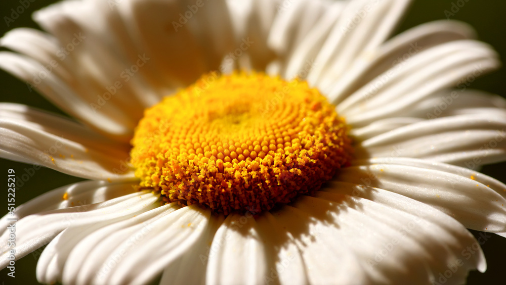 从上面看，一朵菊花在夏天生长在外面的草地上。一朵边缘花的放大
