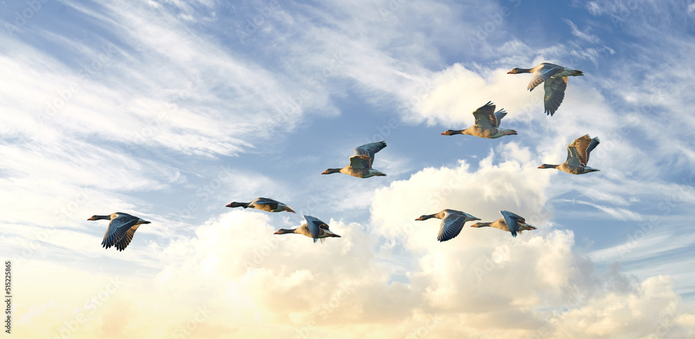 成群的鹅鸟在蓝天背景下飞翔，云层和复制空间。常见的野生灰蝶