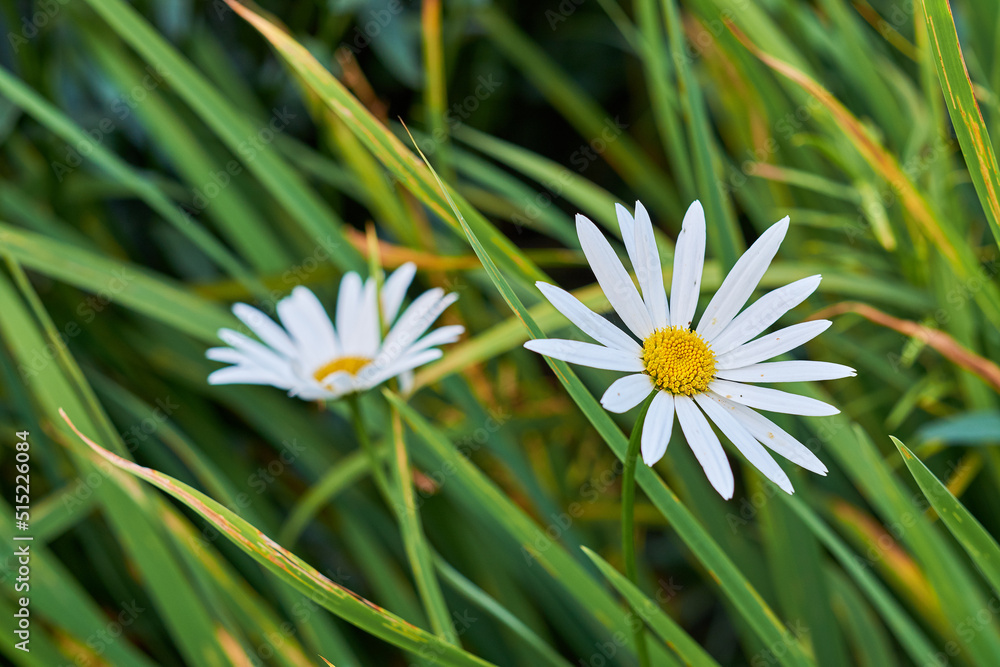 长在草地上的两朵雏菊的特写。玛格丽特多年生植物在
1122484881,可爱的对称花卉图案，背景为花朵曼陀罗