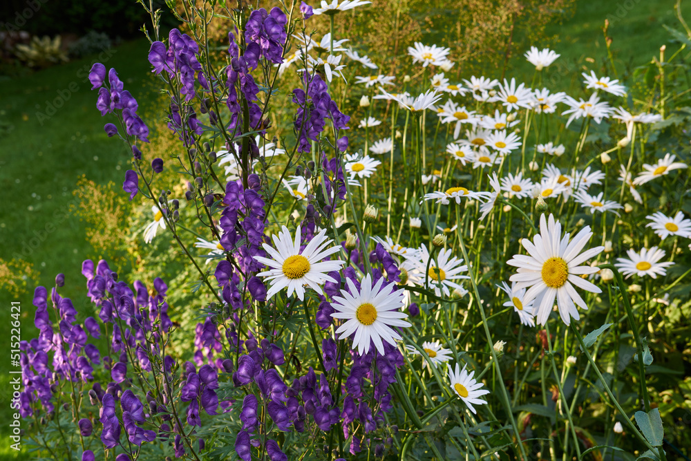 一朵盛开的普通雏菊，带紫荆花和带蒸汽的白色、紫色花瓣
