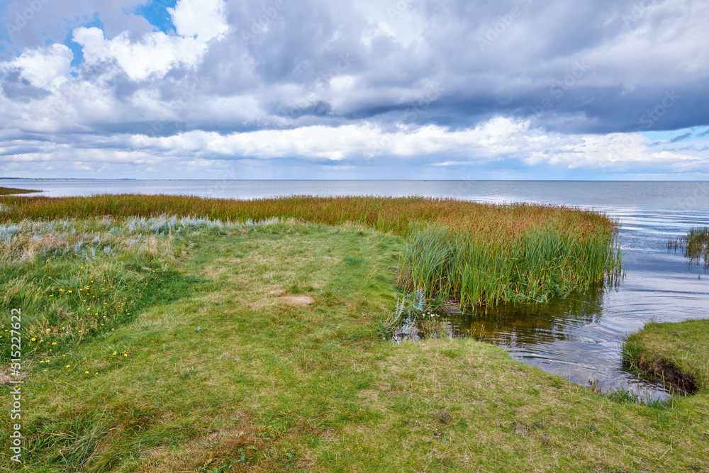 沼泽湖的景观，在多云的地平线上有芦苇。海边绿草如茵