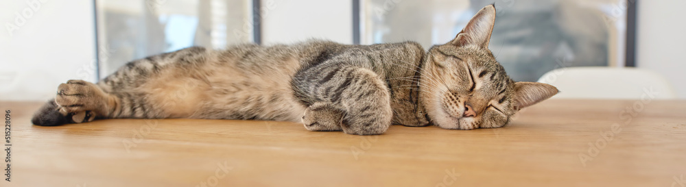 A cute brown pet cat lying indoors. Adorable Sleeping Cat on a wooden table in a living room backgro