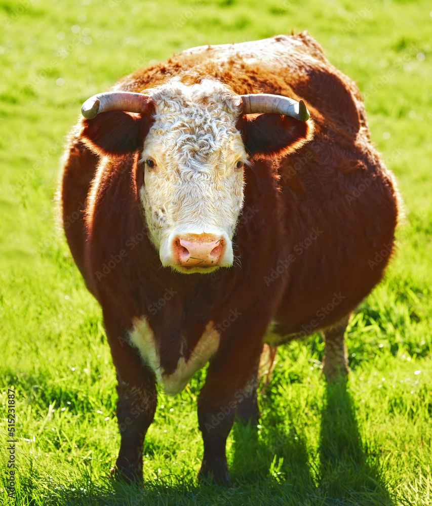 一头赫里福德奶牛或公牛独自站在农场牧场上。毛茸茸的动物与绿草隔离
