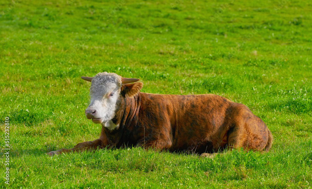 一头赫里福德奶牛独自坐在农场牧场上。毛茸茸的动物与雷姆岛上的绿草隔离