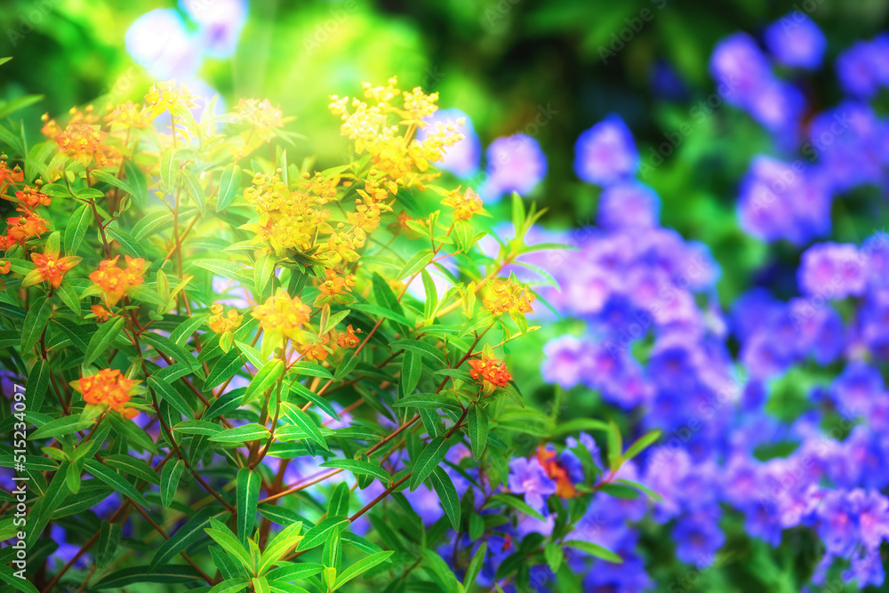 明亮的橙色和紫色花朵生长在夏季花园里。漂亮的五颜六色的沼泽喷雾或黄油