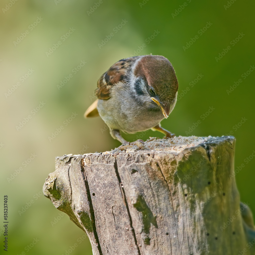 一只棕色花园麻雀吃种子的特写。一只小鸟坐在花园的树干上