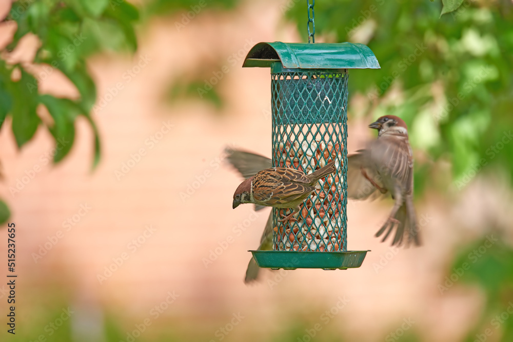 一群麻雀在家里花园里吃喂鸟器里的种子的特写。放大三只比尔