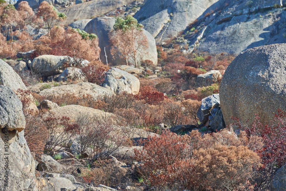 南非开普敦狮子头山上的大石头。大石头和干燥的棕色植物