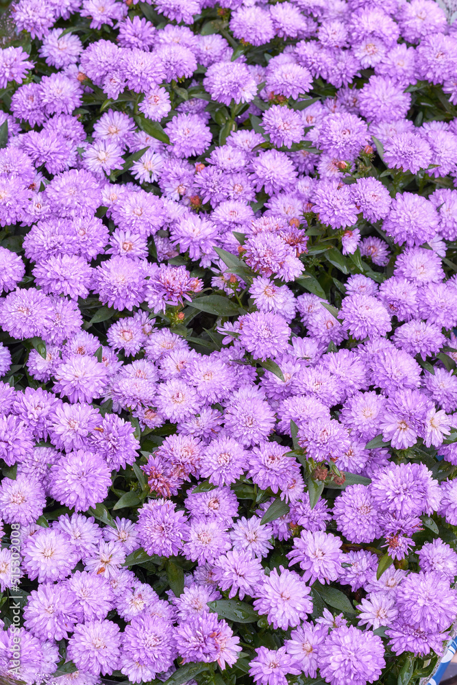 Purple wild flowers growing in a backyard garden in summer. Flowering plants blooming in its natural