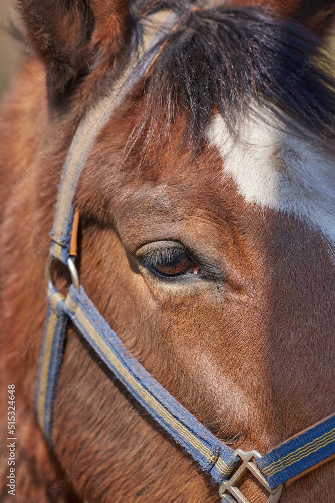 Closeup portrait of a brown horse with harness. Face of a race horse with white forehead marking and
