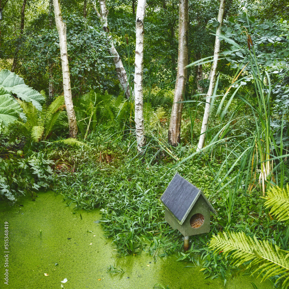 一个热带绿色森林池塘，有一个鸟舍。新鲜的小藻在桦木和
1900129039,波兰韦内贾博物馆中废弃的旧窄轨火车头