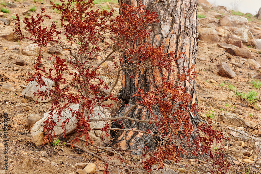 T角狮子头烧焦的树干上树枝上生长的鲜红色叶子的特写