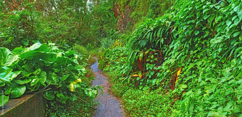 雨林中一条废弃的山路。旧巴利高地附近的瓦胡岛土著森林