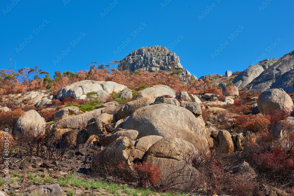 南非开普敦狮子头山山火余波。枯树覆盖山丘