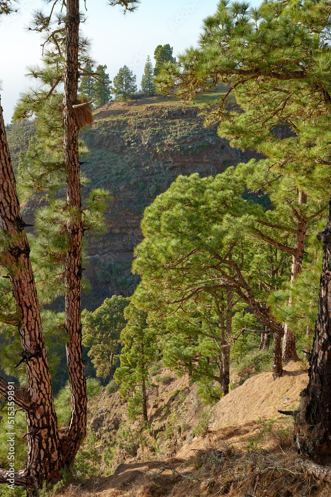Landscape of Scots pine trees in the mountains of La Palma, Canary Islands, Spain. Forestry with vie