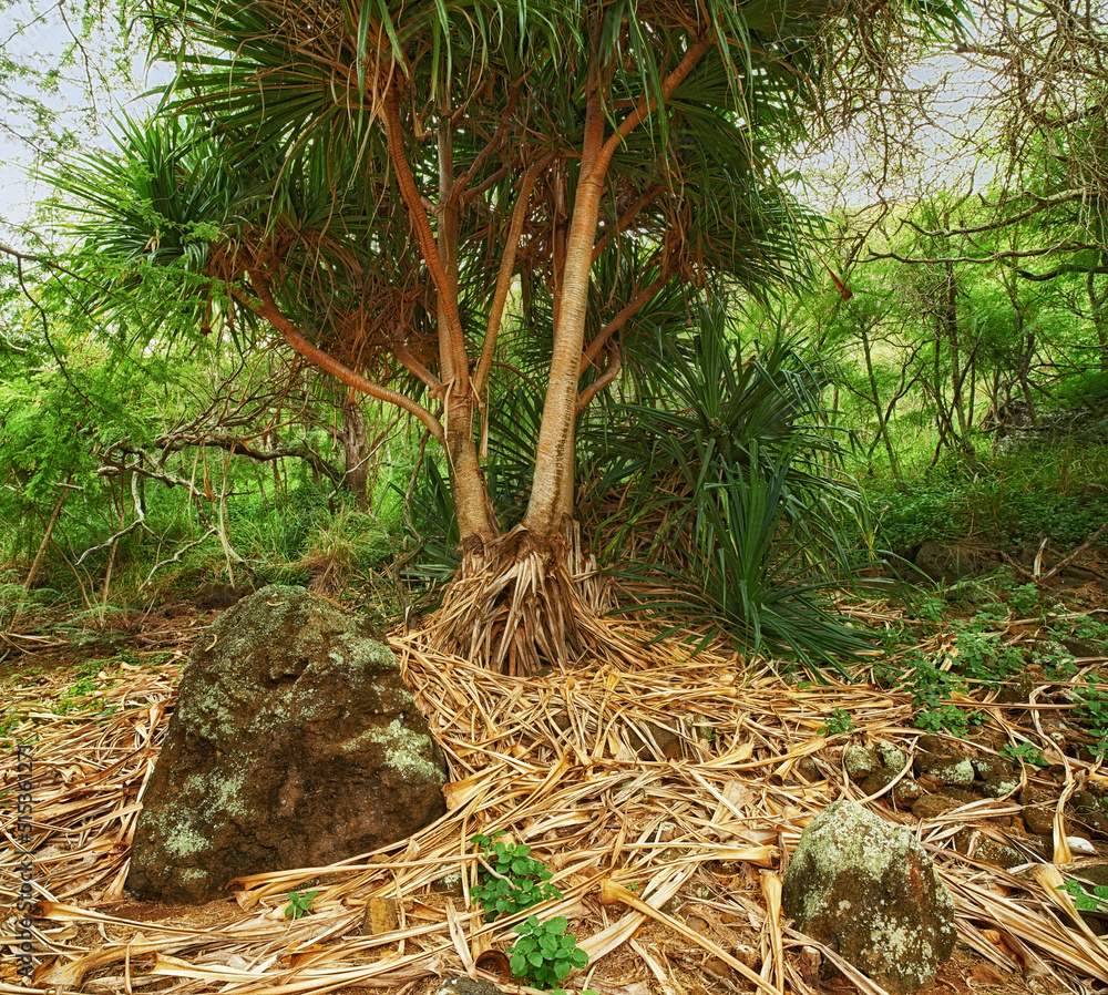 瓦胡岛夏威夷雨林中的热带树木。夏威夷郁郁葱葱的荒野。本土野生自然i