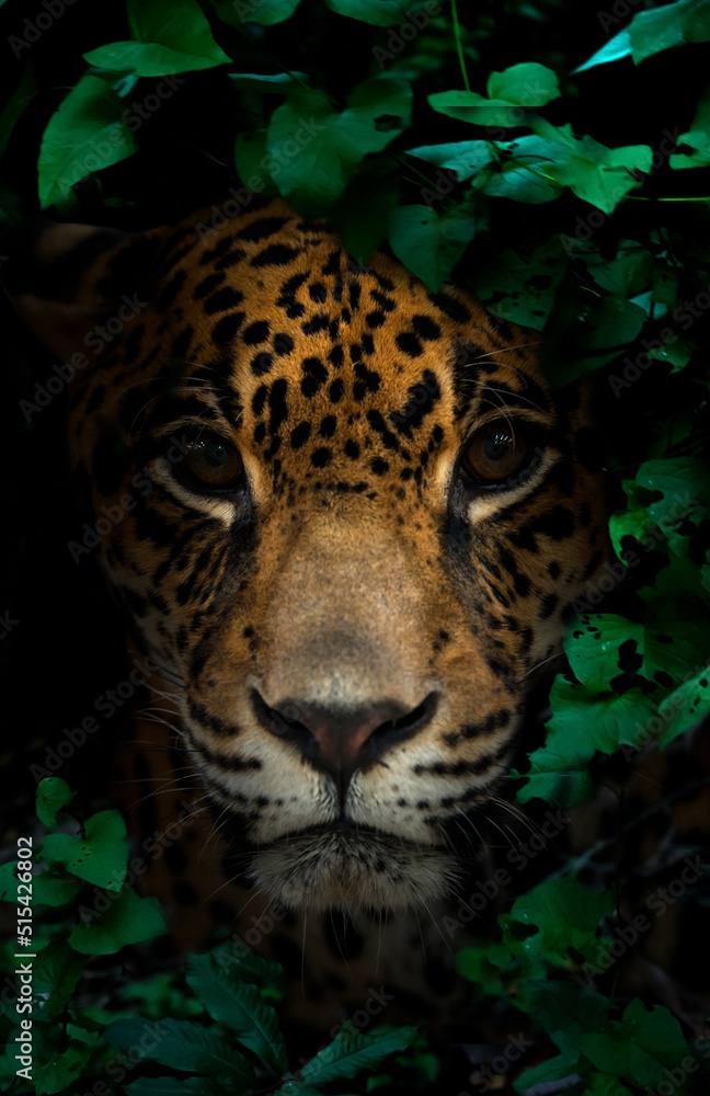 夜间热带雨林中的美洲豹