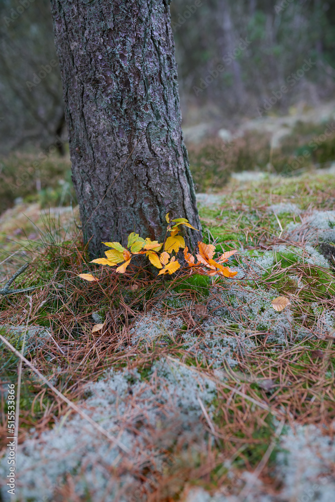宁静的森林地面上，黄色的叶子靠着树桩生长。美丽的颜色显示了变化