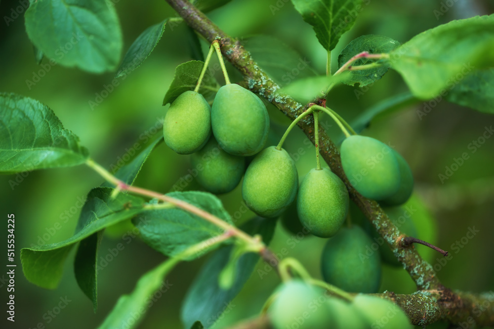 Closeup of European plums growing on a tree in a garden with bokeh. Zoom in on details of many green