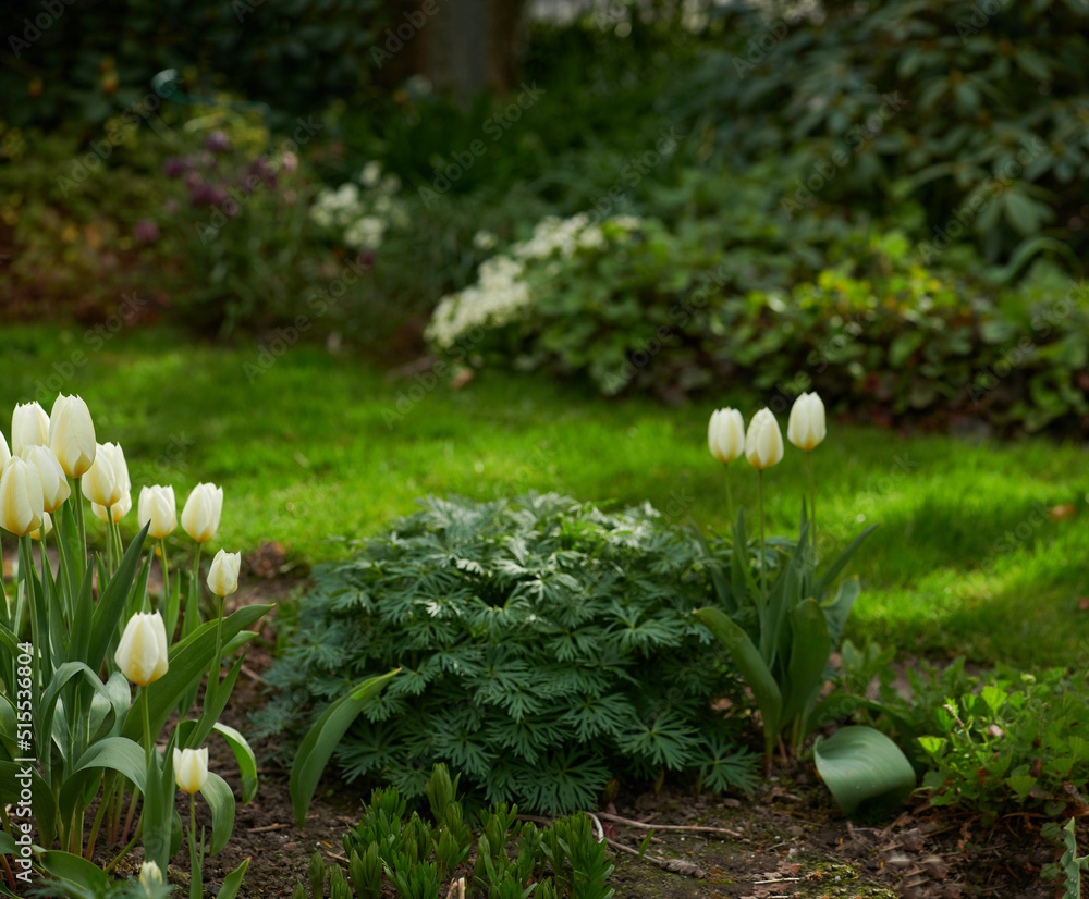 Tulips growing in a lush green backyard garden. Beautiful flowering plant blooming on the lawn. Pret