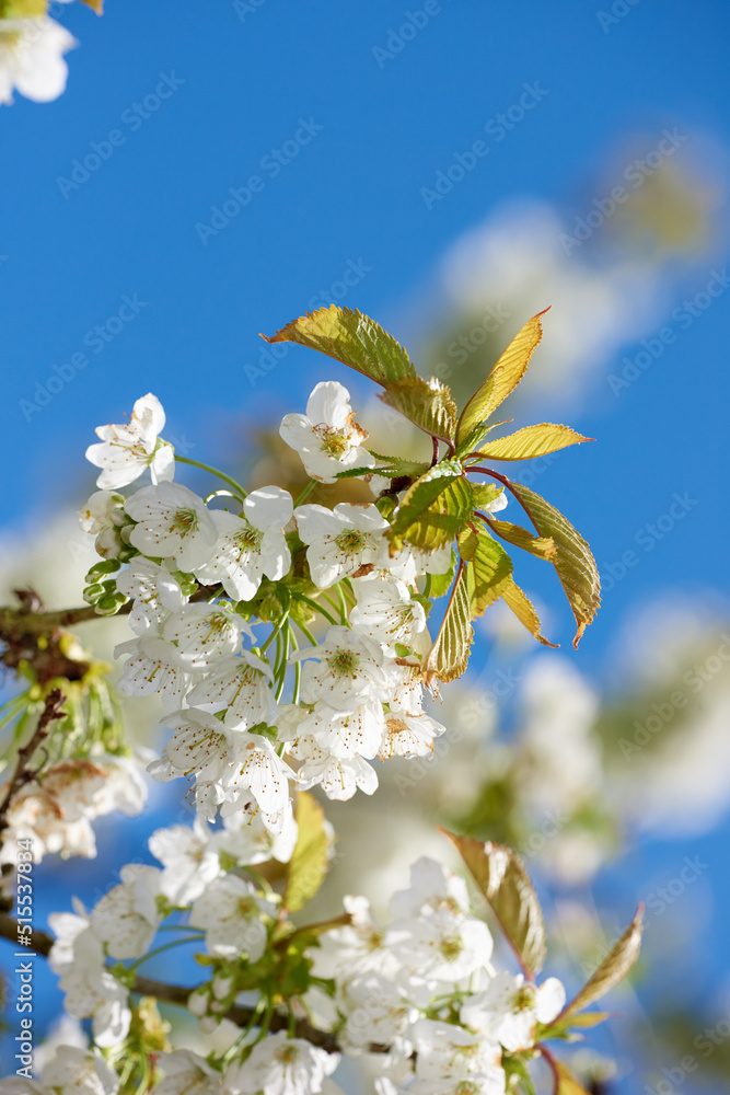 Pure white mirabelle or Prunus Domestica flowers blooming on a plum tree in a botanical garden from 