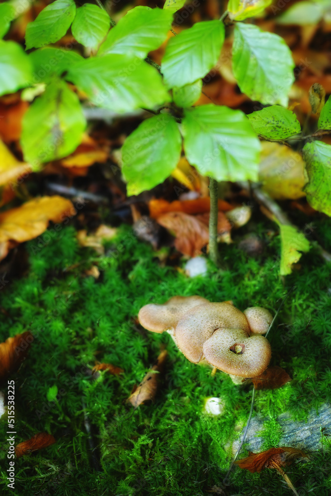 Closeup of mushrooms growing in a green forest. Small white fungi thriving among moss lichen from th