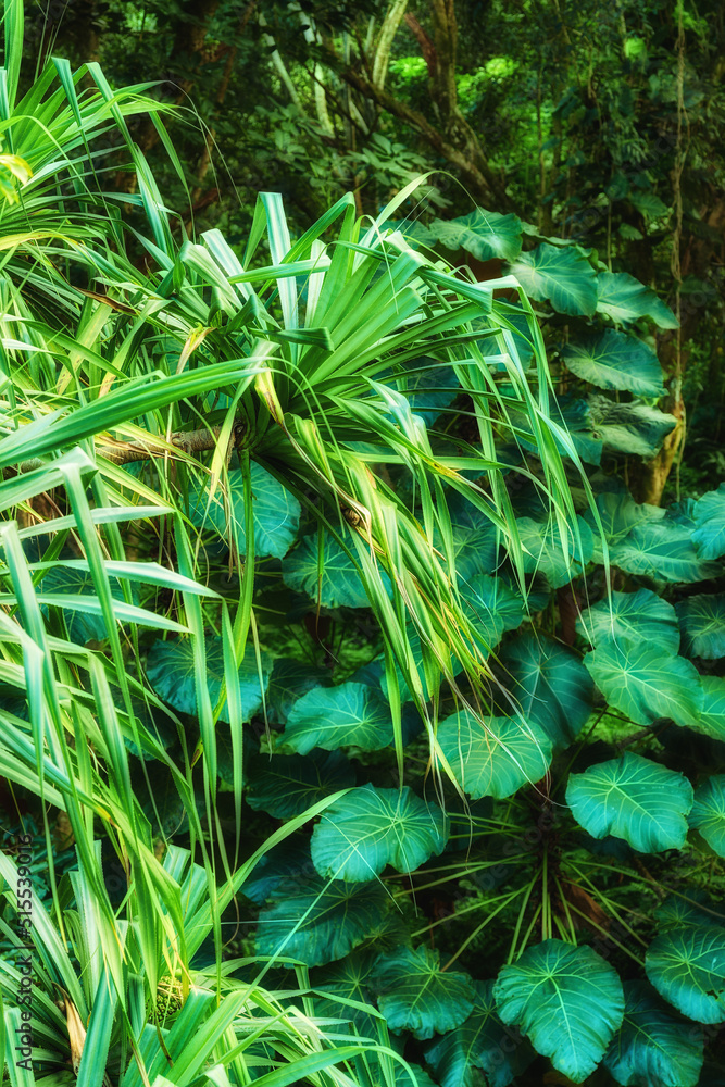 美国夏威夷，在未受干扰的自然环境中生长的Parasol叶树和Screw pine充满活力的叶子。Bro