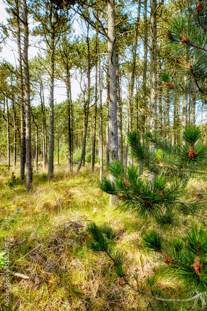 瑞典野生森林中的松树和雪松。自然生长的绿色植被景观或