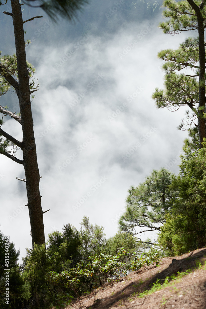 西班牙加那利群岛拉帕尔马山区松林的版权空间和风景景观。