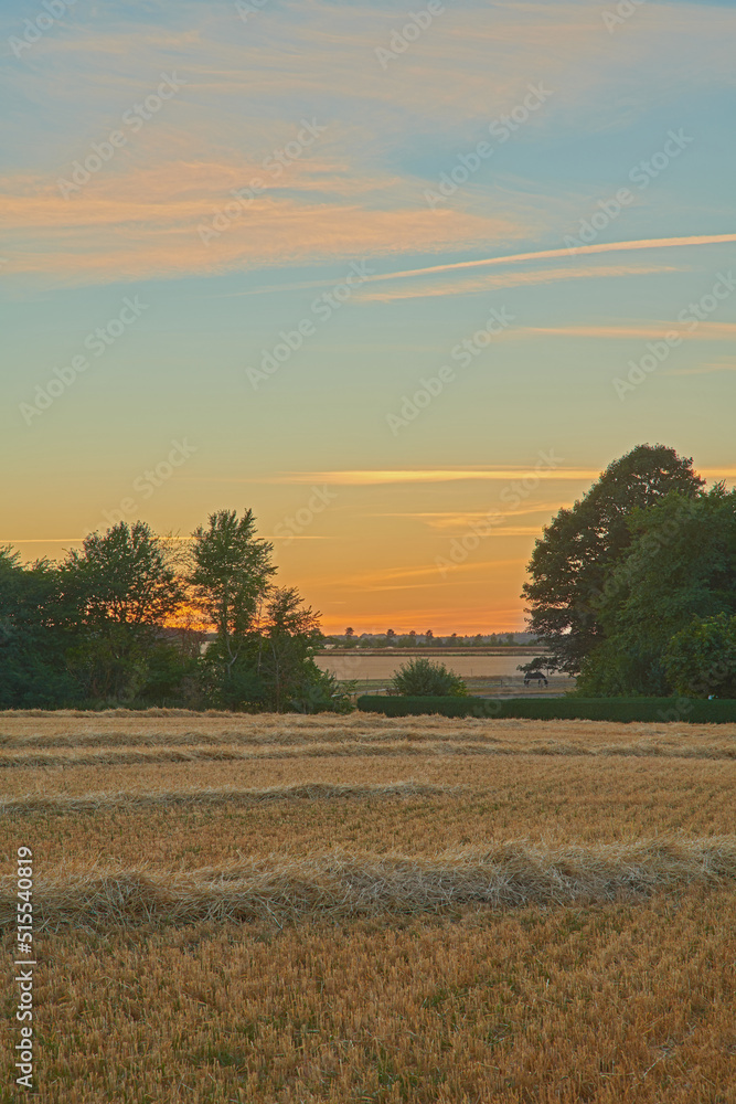 复制乡村日落时田野上长着小麦的空间。风景如画，宁静祥和