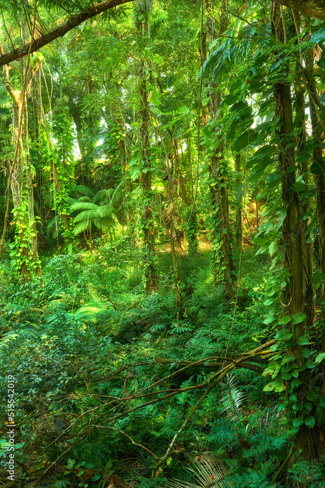 Trees and plants growing in a green lush jungle in Hawaii, USA. Harmony and nature in a wild remote 