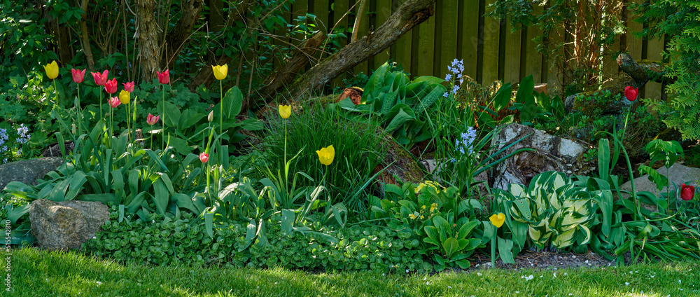 一个有各种植物的彩色花园的广角。有郁金香和布鲁的郁郁葱葱的绿色花坛