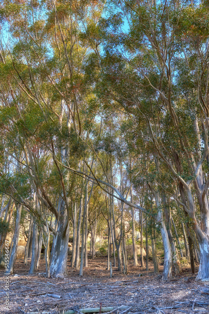 Landscape of eucalyptus gum trees growing in quiet woods on Table Mountain, Cape Town, South Africa.