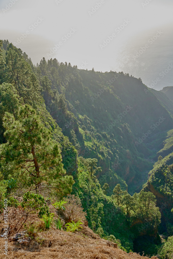 西班牙加那利群岛拉帕尔马山脉郁郁葱葱的绿色森林美景。高大的松树tr