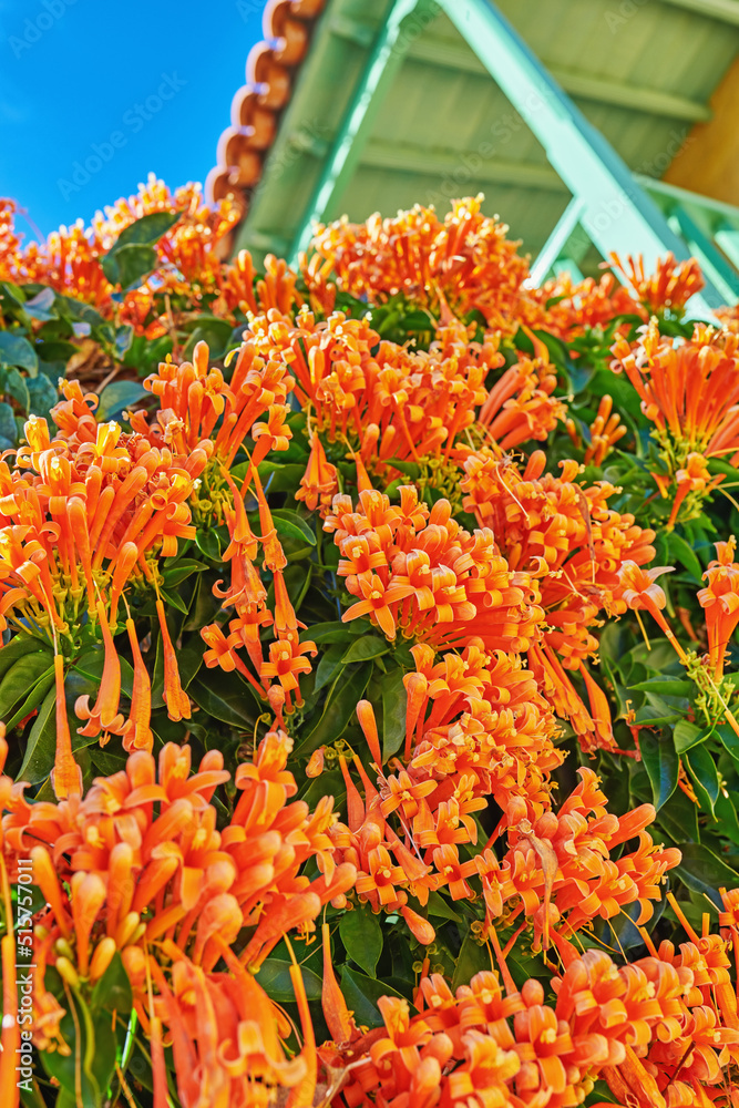 Closeup of an orange flame vine with lush green foliage growing outside in a home garden from below.