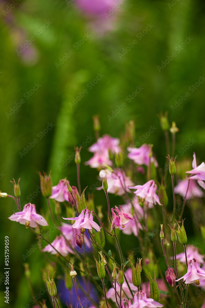 一群充满活力的粉红色哥伦比亚花，在偏远的田野或家庭花园里绽放和生长。克洛斯