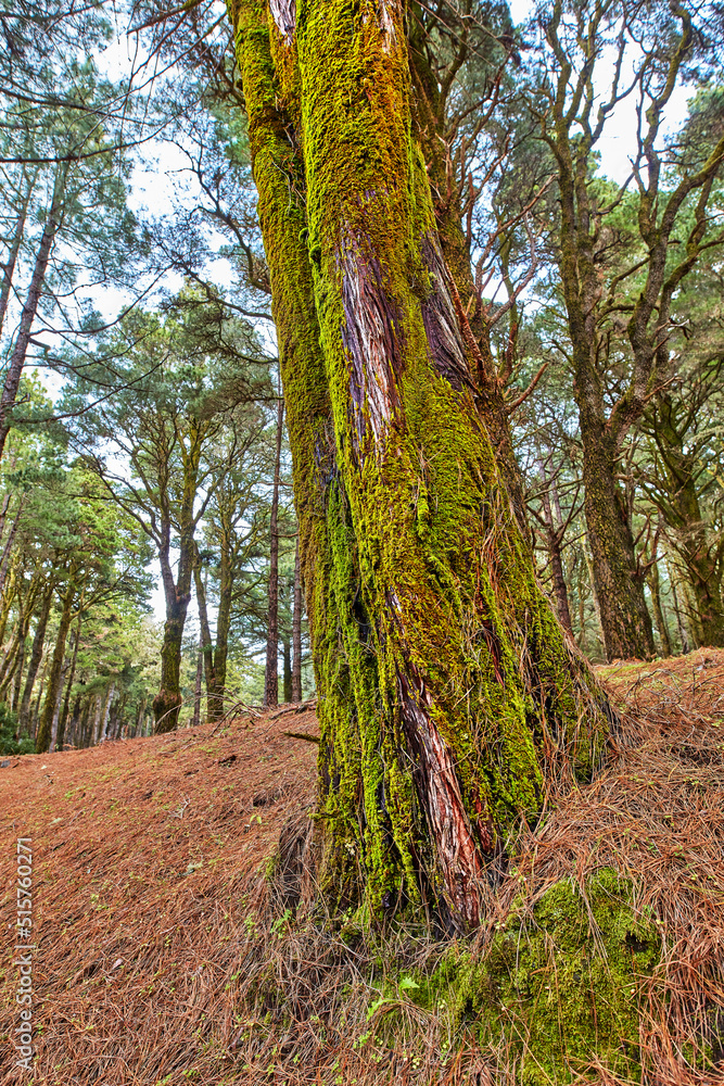 阳光明媚的日子里，森林里一棵长满苔藓的松树的特写。一棵老树干树皮的自然景观d