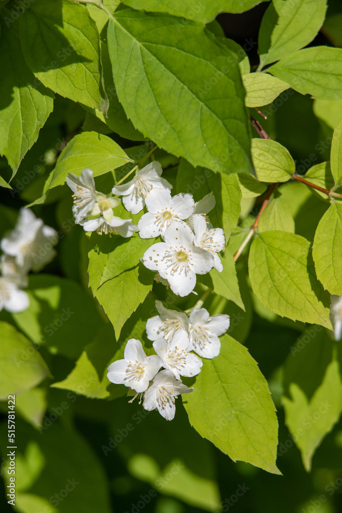 白色的苹果树花朵，特写，模糊的自然背景。