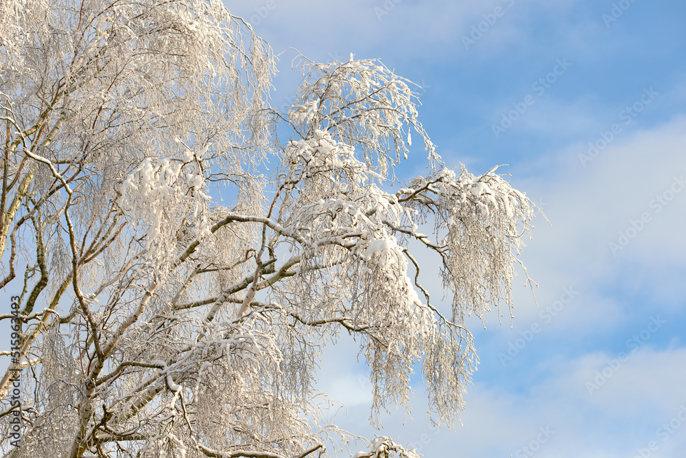 在多云的蓝天背景下复制树枝被雪覆盖的空间，复制空间为o