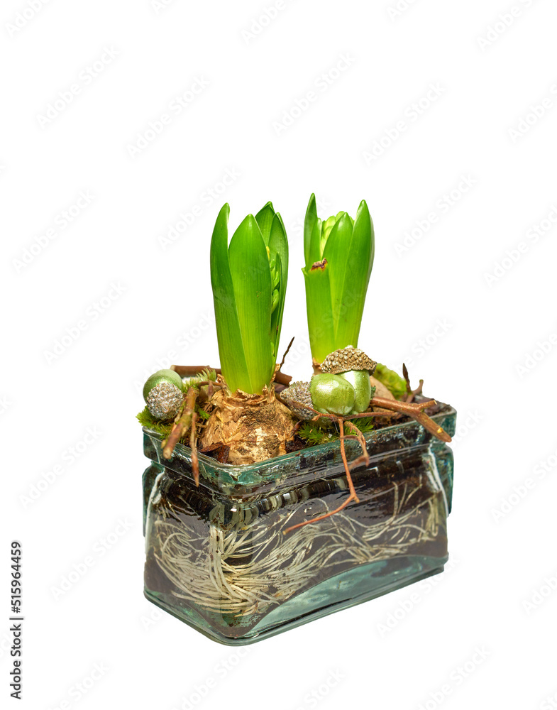 绿色番红花的特写，根和球茎在白色玻璃花瓶中发芽
